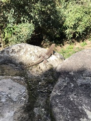 Stenocercus crassicaudatus