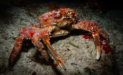 Amphithrax pilosus