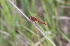 Sympetrum costiferum
