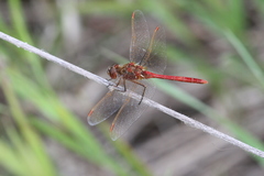 Sympetrum costiferum