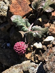 Asclepias solanoana