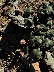 Asclepias solanoana