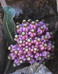 Asclepias solanoana