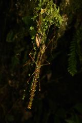 Otraleus christianae