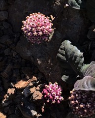 Asclepias solanoana