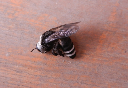 Caupolicana mystica
