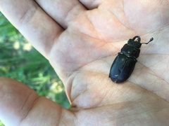 Lucanus placidus