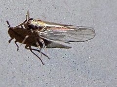 Muellerianella laminalis