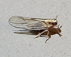 Muellerianella laminalis