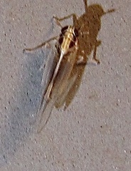 Muellerianella laminalis