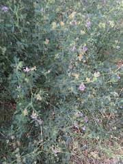 Medicago sativa