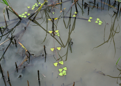 Trapella sinensis, photograph 5
