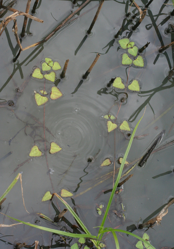 Trapella sinensis, photograph 6
