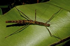 Otraleus christianae
