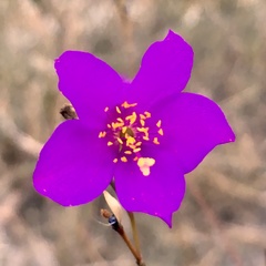 Phemeranthus calycinus