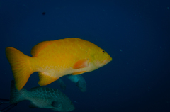 Mycteroperca rosacea