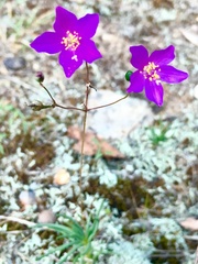 Phemeranthus calycinus