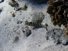 Parapercis australis