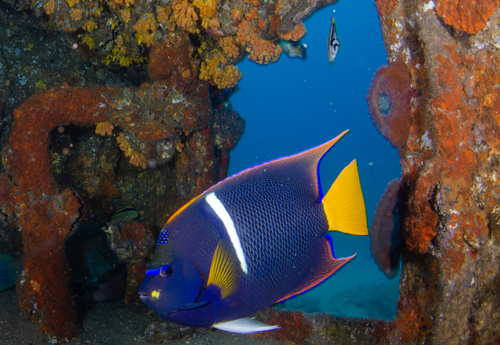 King Angelfish