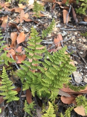 Myriopteris fendleri