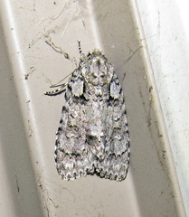 Acronicta modica