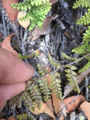 Myriopteris fendleri