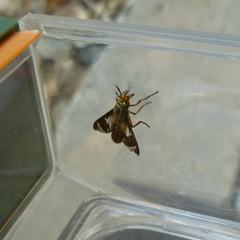 Chrysops clavicornis