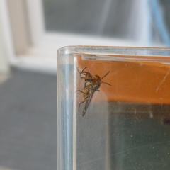 Chrysops clavicornis