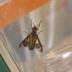 Chrysops clavicornis