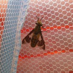 Chrysops clavicornis