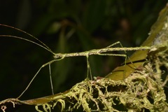 Otraleus christianae