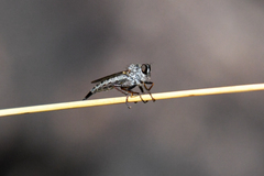 Neomochtherus willistoni