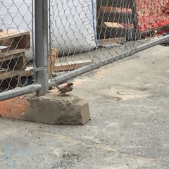 Passer domesticus