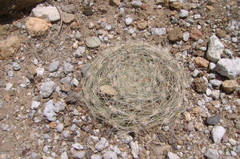 Mammillaria zephyranthoides