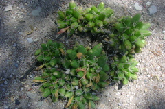 Mammillaria longimamma