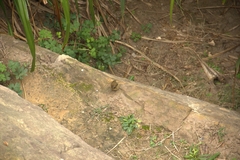 Urosphena squameiceps