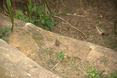 Urosphena squameiceps