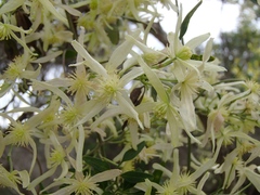 Clematis decipiens