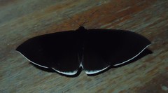 Lygniodes endoleucus