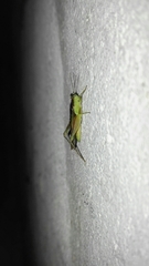 Paulinia acuminata