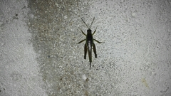 Paulinia acuminata