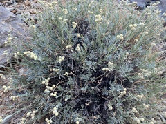 Artemisia albicans