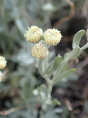 Artemisia albicans