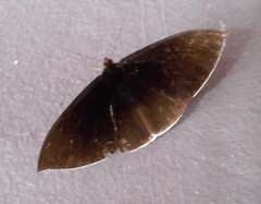 Lygniodes endoleucus