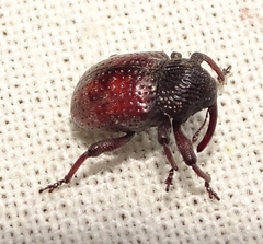 Chalcodermus collaris