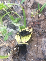 Ischnothele annulata