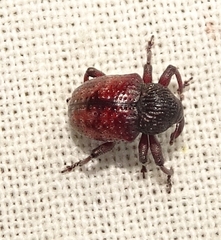 Chalcodermus collaris