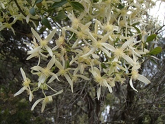 Clematis decipiens