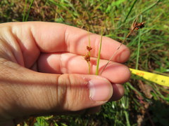 Rhynchospora globularis