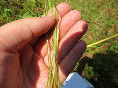 Rhynchospora globularis